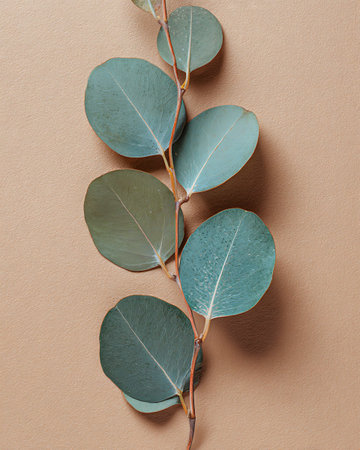 Eucalyptus leaves on brown background. Flat lay, top view.の写真素材