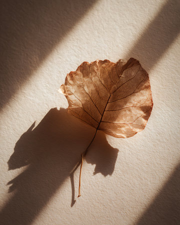 dry leaf on white background with shadow from the window, autumn conceptの写真素材
