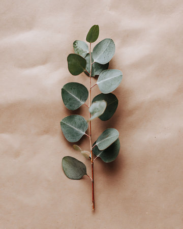 Eucalyptus branch on craft paper background. Flat lay, top viewの写真素材