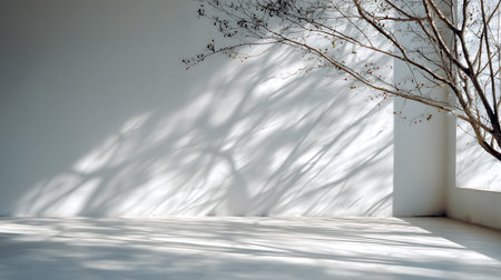 abstract white room with tree shadow on the wall. 3d renderingの写真素材