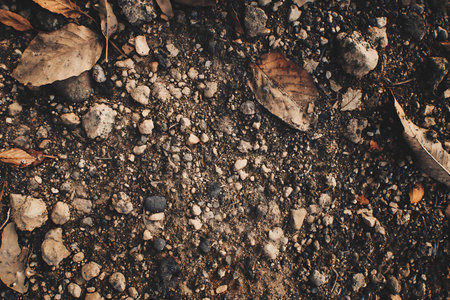 Fallen leaves on the ground. Autumn background. Selective focus.の写真素材