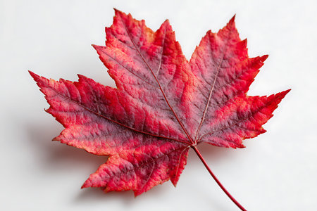 Autumn maple leaf isolated on white background. Top view. Flat lay.の写真素材