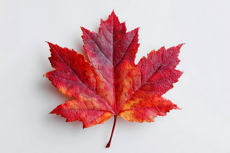 Autumn maple leaf isolated on white background, top view, flat layの写真素材
