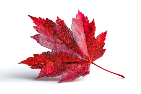 Autumn maple leaf isolated on white background with clipping path. Studio shot.の写真素材