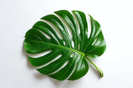 Monstera leaf on white background. Flat lay, top view.の写真素材