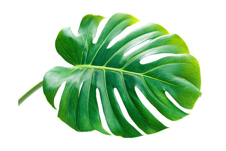 Monstera leaf isolated on white background. Clipping path included.の写真素材