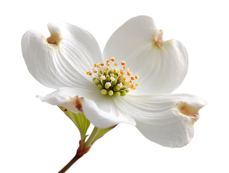 Dogwood flowers isolated on white background. Clipping path included.の写真素材