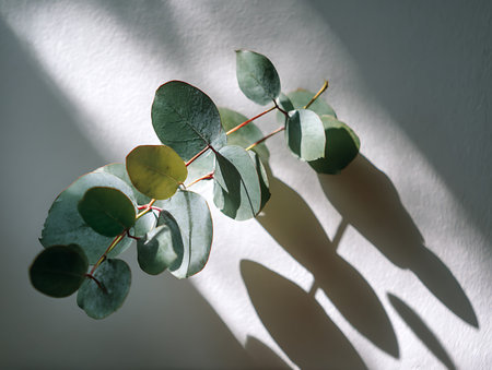 Eucalyptus leaves on a white wall with shadows.の写真素材