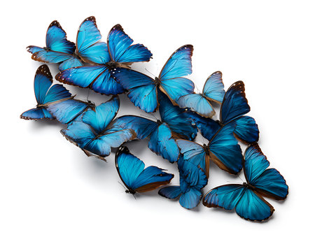 Blue butterflies isolated on white background. Clipping path included for easy extraction.の写真素材