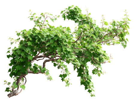 Vine branch isolated on white background. Clipping path included.の写真素材