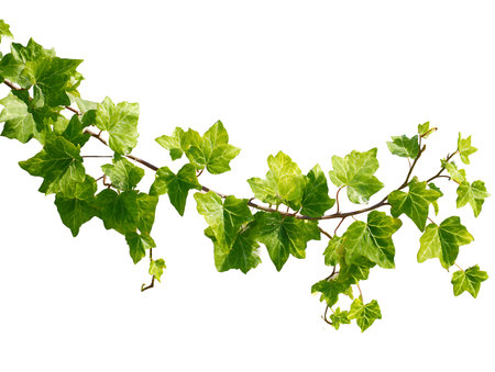 Green ivy leaves isolated on white background. Clipping path included.の写真素材