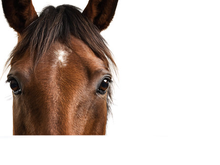Horse portrait isolated on white background with space for your text.の写真素材