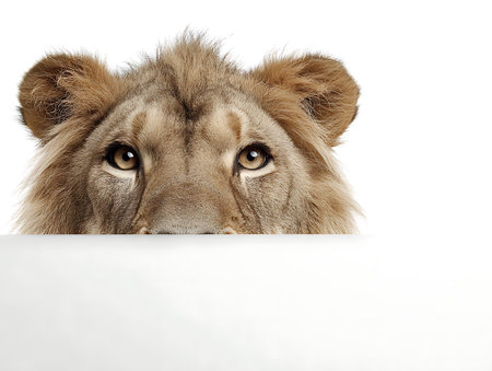 Close-up of a lion looking through a hole in white paperの写真素材