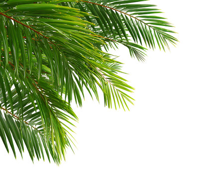 coconut leaf isolated on white background with copy space for textの写真素材