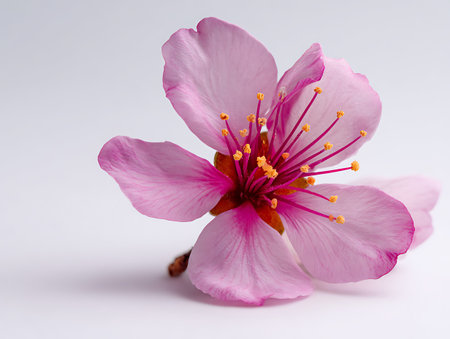 cherry blossom isolated on white background with clipping path and full frameの写真素材