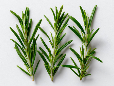 Rosemary leaves on white background. Flat lay, top view.の写真素材