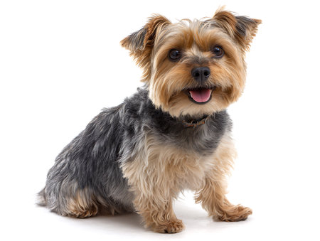 portrait of a purebred yorkshire terrier in front of white backgroundの写真素材