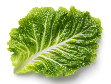 Fresh lettuce leaf isolated on white background. Clipping path included.の写真素材