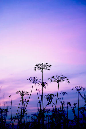 Dill flower in the field with twilight sky background, Thailand.の写真素材