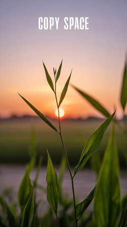 Green grass with sunset background. Greeting card for your designの写真素材