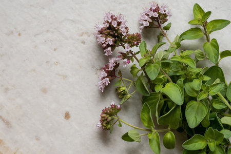 Fresh oregano on white marble background. Top view, copy spaceの写真素材