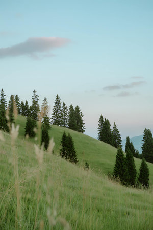 Fir trees on the hillside in the Carpathian mountainsの写真素材