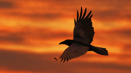 A black bird in flight against a vibrant orange sunset skyの写真素材