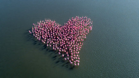 Large group of pink flamingos standing in heart formation on water surfaceの写真素材