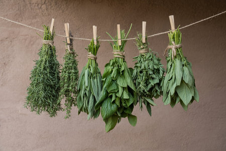 Bundles of fresh green herbs tied and hung with clothespins on a stringの写真素材