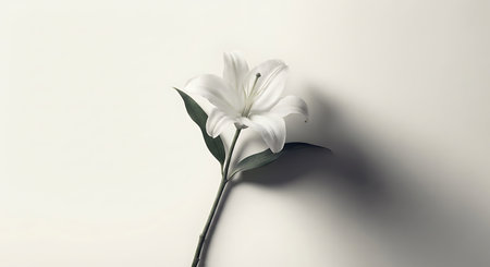A single white lily on a plain background with soft shadowの写真素材
