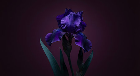 A beautiful purple iris flower against a dark backgroundの写真素材