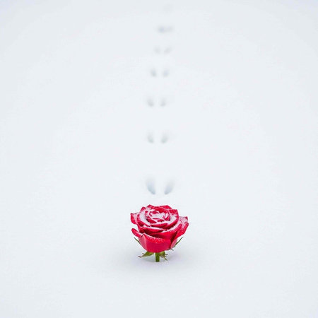 A single red rose with delicate petals and green stem against a white background with subtle shadowsの写真素材