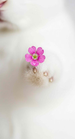 A small pink flower with a yellow center on a white backgroundの写真素材