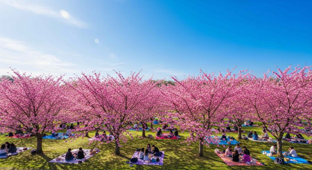 People enjoy a picnic under vibrant pink cherry blossom trees on a sunny day in a parkの写真素材