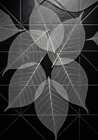 A close-up view of intricate leaf patterns on a dark background with geometric linesの写真素材