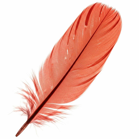 A vibrant red feather against a clean white background, showcasing its intricate details and texture.の写真素材