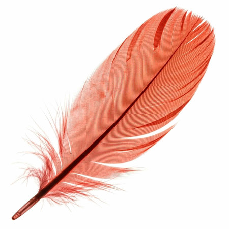 A vibrant red feather against a clean white background, showcasing its intricate details and texture.の写真素材