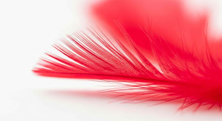 A close-up view of a vibrant red feather against a clean white backgroundの写真素材