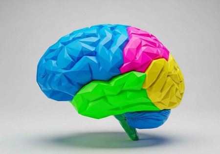 A colorful 3D model of a brain with different sections highlighted in vibrant colors.の写真素材
