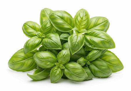 A vibrant bunch of fresh green basil leaves on a white backgroundの写真素材