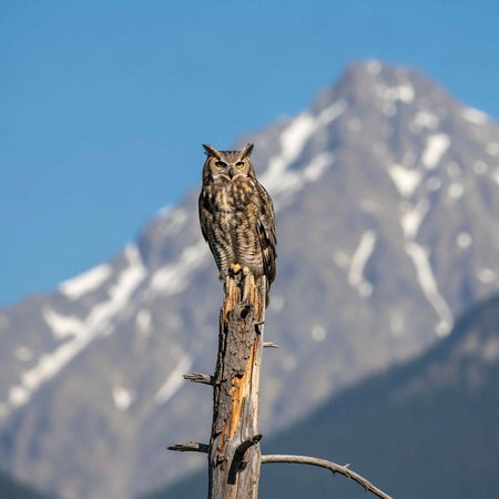 A majestic owl perched on a wooden post in front of a snow-capped mountain under a clear blue skyの写真素材