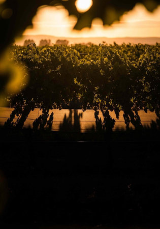 A serene vineyard scene at sunset with rows of grapevines, warm golden light, and long shadows on the groundの写真素材