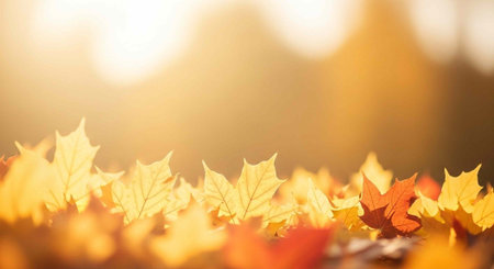 Colorful maple leaves in shades of yellow, orange, and red against a softly focused backdropの写真素材