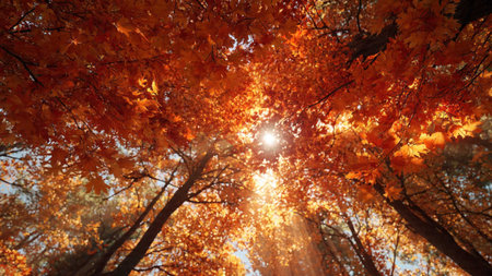 Autumn forest. Sun rays through the branches of a tree.