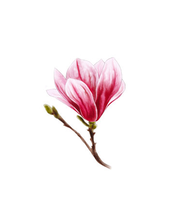 Magnolia flower isolated on white background. Hand drawn watercolor illustration.の写真素材