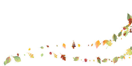 Leaves Falling. Autumn Flying Foliage. Chaotic Green, Yellow, Red Leaf Flying On White Background....
