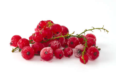 currantの写真素材