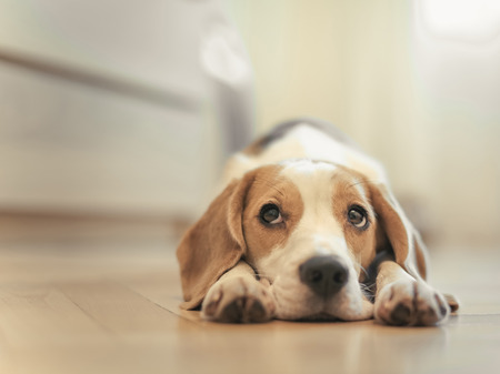 Beagle dog lying on the floor in the apartment  Sleeps and misses の写真素材