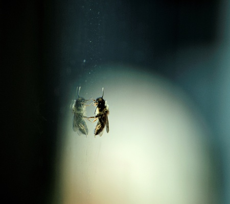 bee reflecting