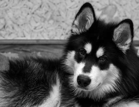 Alaskan Malamute BW